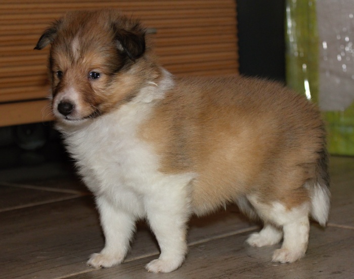 Qitas Gold Modrý dukát